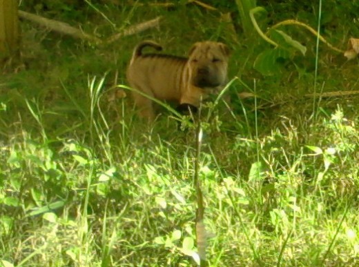 Hikaru paseando en su jardin
